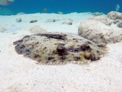 Peacock Flounder (18